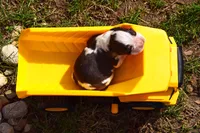 Zinc, a male English Springer Spaniel for sale in Wabash, IN – Photo 4 of 4
