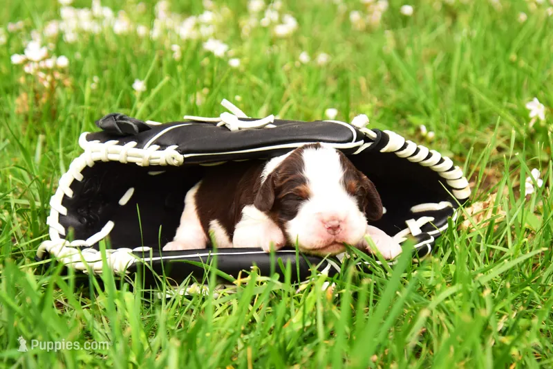 Zinc – English Springer Spaniel puppy for sale in Wabash, IN