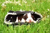 Zinc, a male English Springer Spaniel for sale in Wabash, IN – Photo 1 of 4