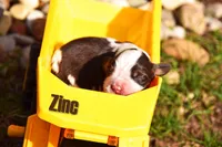 Zinc, a male English Springer Spaniel for sale in Wabash, IN – Photo 3 of 4