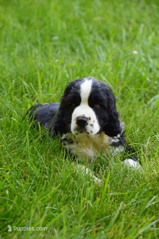 Onyx – English Springer Spaniel puppy for sale in Wabash, IN