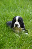 Onyx, a male English Springer Spaniel for sale in Wabash, IN – 1 of 9
