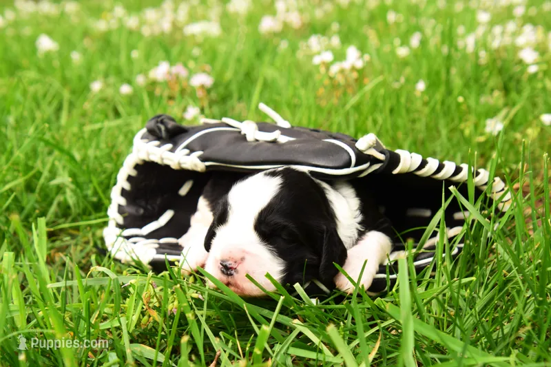 Onyx – English Springer Spaniel puppy for sale in Wabash, IN