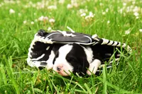 Onyx, a male English Springer Spaniel for sale in Wabash, IN – Photo 1 of 4