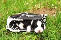 Onyx, a male English Springer Spaniel for sale in Wabash, IN – Photo 2 of 4