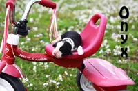 Onyx, a male English Springer Spaniel for sale in Wabash, IN – Photo 3 of 4