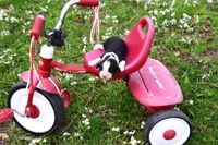 Onyx, a male English Springer Spaniel for sale in Wabash, IN – Photo 4 of 4