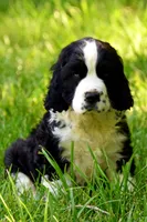 Onyx, a male English Springer Spaniel for sale in Wabash, IN – 3 of 9