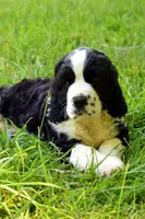 Onyx, a male English Springer Spaniel for sale in Wabash, IN – 4 of 9