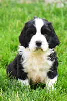 Onyx, a male English Springer Spaniel for sale in Wabash, IN – 6 of 9