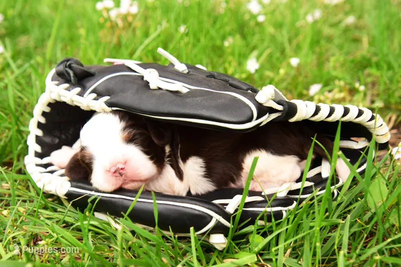 Cosmo – English Springer Spaniel puppy for sale in Wabash, IN
