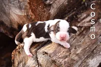 Cosmo, a male English Springer Spaniel for sale in Wabash, IN – Photo 3 of 4
