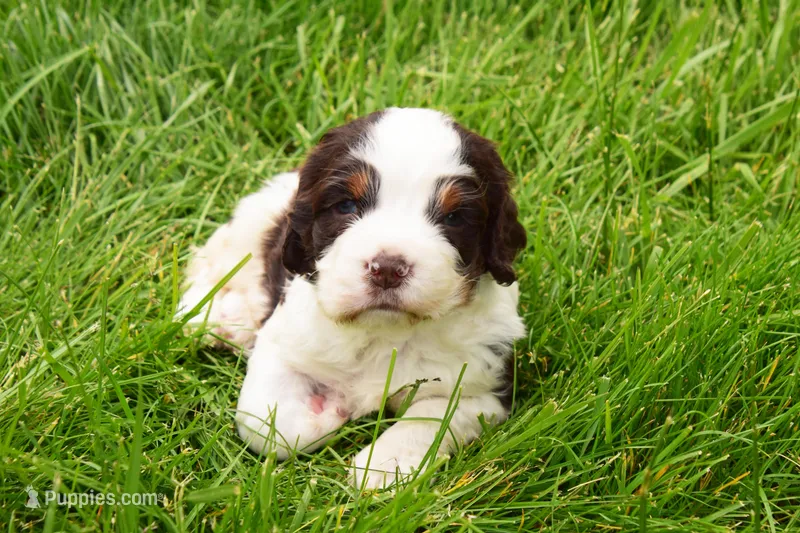 Cosmo – English Springer Spaniel puppy for sale in Wabash, IN