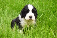Onyx, a male English Springer Spaniel for sale in Wabash, IN – 7 of 9