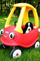 Onyx, a male English Springer Spaniel for sale in Wabash, IN – 5 of 9