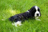 Onyx, a male English Springer Spaniel for sale in Wabash, IN – 2 of 9