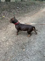 Choco, a male American Bully for sale in South Boston, VA – 3 of 3