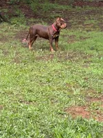 Choco, a male American Bully for sale in South Boston, VA – 1 of 3