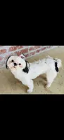 Imperial B&W Female Shih Tzu , a female Shih Tzu for sale in Clinton, MS – 2 of 5