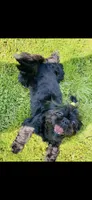 Imperial Solid Black Female Shihtzu , a female Shih Tzu for sale in Clinton, MS – 6 of 7