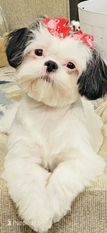 Imperial B&W Female Shih Tzu  – Shih Tzu puppy for sale in Clinton, MS