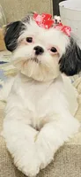 Imperial B&W Female Shih Tzu , a female Shih Tzu for sale in Clinton, MS – 1 of 5