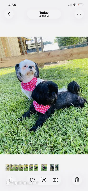 Imperial Solid Black Female Shihtzu  – Shih Tzu puppy for sale in Clinton, MS