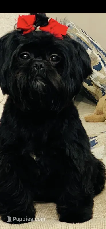 Imperial Solid Black Female Shihtzu  – Shih Tzu puppy for sale in Clinton, MS