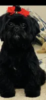 Imperial Solid Black Female Shihtzu , a female Shih Tzu for sale in Clinton, MS – 1 of 7