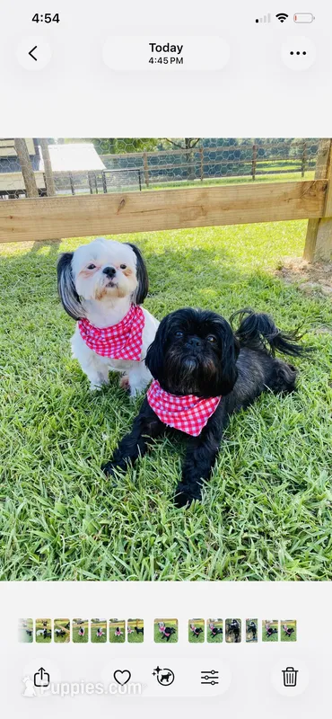 Imperial B&W Female Shih Tzu  – Shih Tzu puppy for sale in Clinton, MS