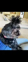 Imperial Solid Black Female Shihtzu , a female Shih Tzu for sale in Clinton, MS – 7 of 7