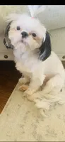 Imperial B&W Female Shih Tzu , a female Shih Tzu for sale in Clinton, MS – 5 of 5