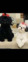 Imperial B&W Female Shih Tzu , a female Shih Tzu for sale in Clinton, MS – 3 of 5