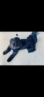 Imperial Solid Black Female Shihtzu , a female Shih Tzu for sale in Clinton, MS – 2 of 7