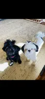 Imperial B&W Female Shih Tzu , a female Shih Tzu for sale in Clinton, MS – 4 of 5