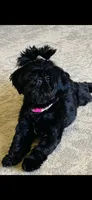 Imperial Solid Black Female Shihtzu , a female Shih Tzu for sale in Clinton, MS – 5 of 7