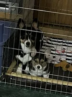 Baron, a male Pembroke Welsh Corgi for sale in Apple Valley, CA – 2 of 2