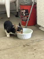 Toby, a male Pembroke Welsh Corgi for sale in Apple Valley, CA – 4 of 7