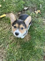 Toby, a male Pembroke Welsh Corgi for sale in Apple Valley, CA – 3 of 7