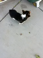 Toby, a male Pembroke Welsh Corgi for sale in Apple Valley, CA – 6 of 7