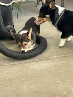 Toby, a male Pembroke Welsh Corgi for sale in Apple Valley, CA – 7 of 7