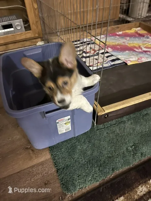 Baron – Pembroke Welsh Corgi puppy for sale in Apple Valley, CA