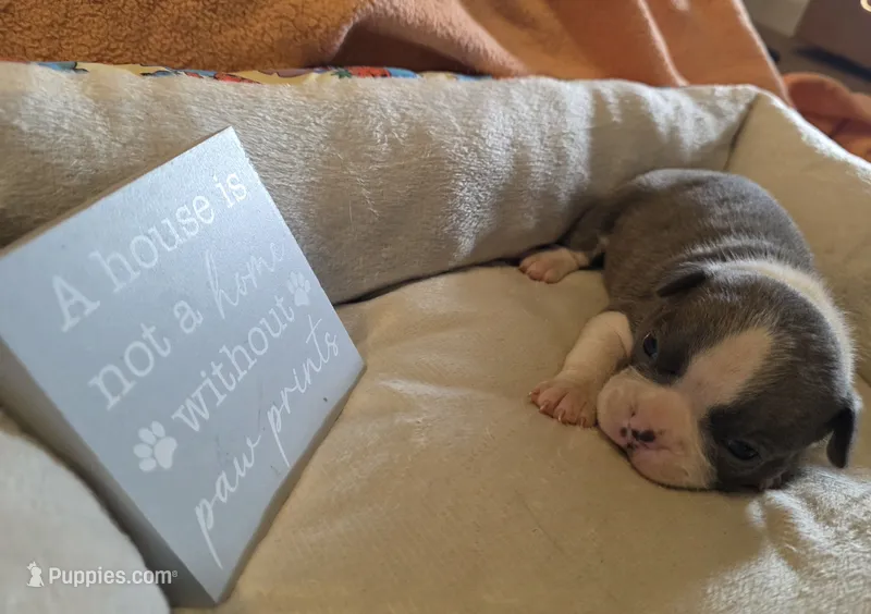 Bluey – Boston Terrier puppy for sale in Kansas City, MO