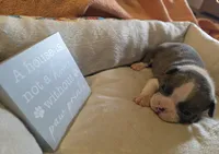 Bluey, a male Boston Terrier for sale in Kansas City, MO – 1 of 1