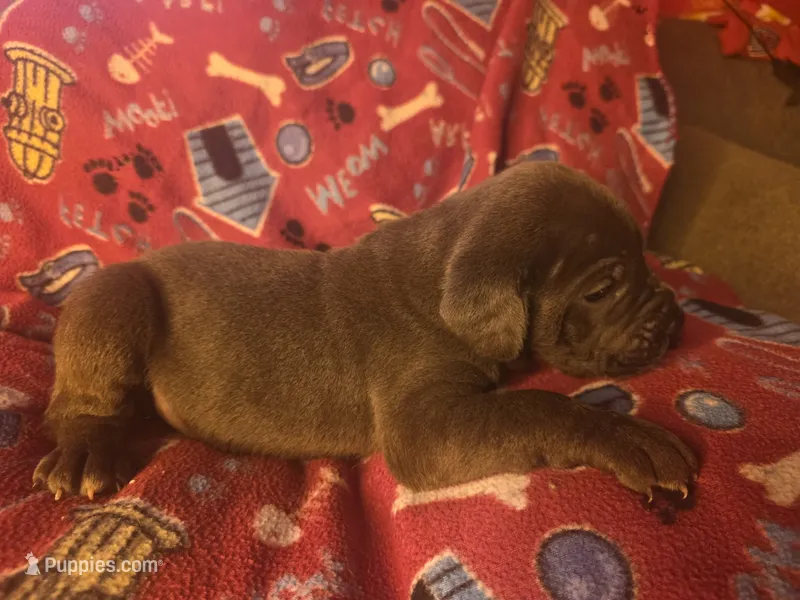 Colt – Cane Corso puppy for sale in Kansas City, MO