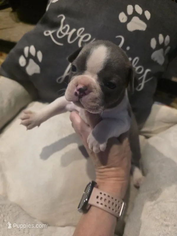 Bluey – Boston Terrier puppy for sale in Kansas City, MO
