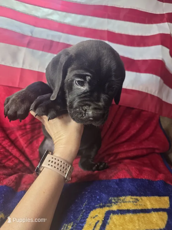 RUGER – Cane Corso puppy for sale in Kansas City, MO