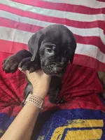 RUGER, a male Cane Corso for sale in Kansas City, MO – 1 of 2