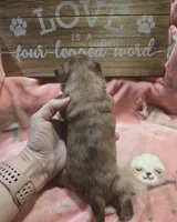 processed/c9af8f87-6e95-4d12-bb0a-330378ecdaed/listing/2ba1fa1a-1a02-40f8-8863-420d283526fa/3f4dedd5-cbb8-4bf5-8a11-1e8ca751fde6