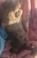 Treasure Pekingese Chihuahua (Cheek), a male Pekingese for sale in Kansas City, MO – Photo 2 of 3